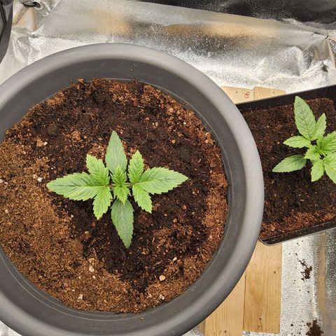 BluDreamy Auto (Done) growlog timeline photo