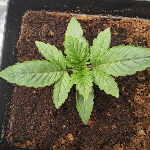 BluBee Auto (Done) growlog timeline photo