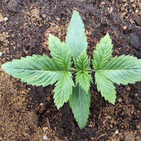 BluDreamy Auto (Done) growlog timeline photo