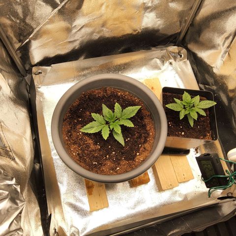 BluDreamy Auto (Done) growlog timeline photo