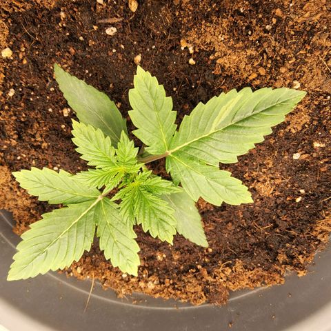 BluDreamy Auto (Done) growlog timeline photo