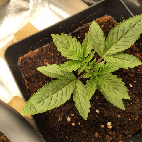 BluBee Auto (Done) growlog timeline photo
