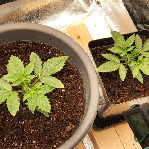BluDreamy Auto (Done) growlog timeline photo