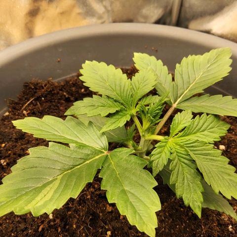 BluDreamy Auto (Done) growlog timeline photo