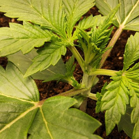 BluDreamy Auto (Done) growlog timeline photo