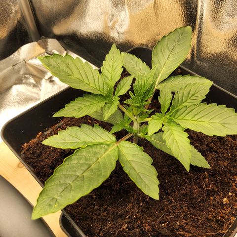 BluBee Auto (Done) growlog timeline photo