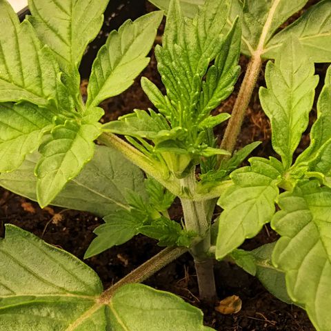 BluBee Auto (Done) growlog timeline photo