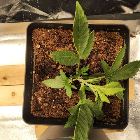 BluBee Auto (Done) growlog timeline photo