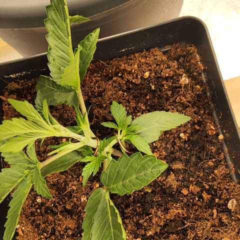 BluBee Auto (Done) growlog timeline photo
