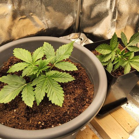 BluDreamy Auto (Done) growlog timeline photo