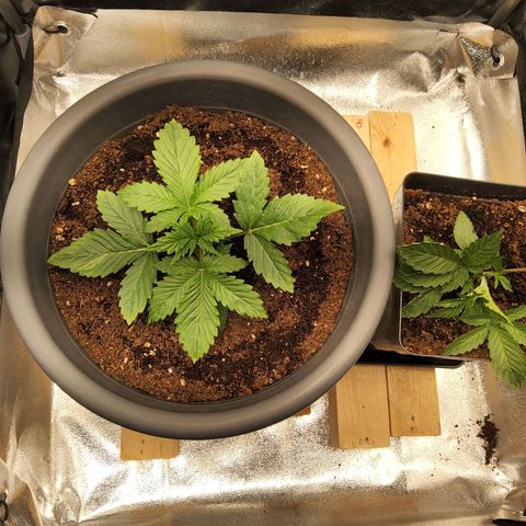 BluDreamy Auto (Done) growlog timeline photo