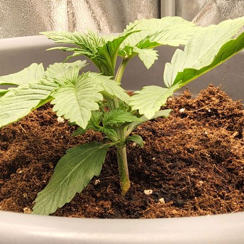 BluDreamy Auto (Done) growlog timeline photo