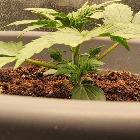 BluDreamy Auto (Done) growlog timeline photo