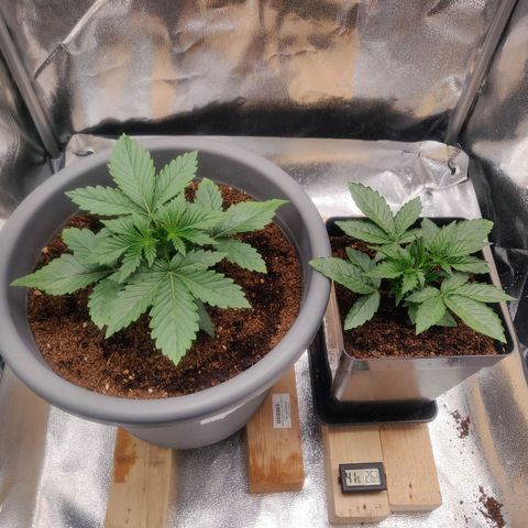 BluDreamy Auto (Done) growlog timeline photo