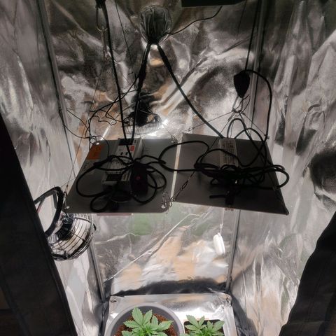 BluDreamy Auto (Done) growlog timeline photo