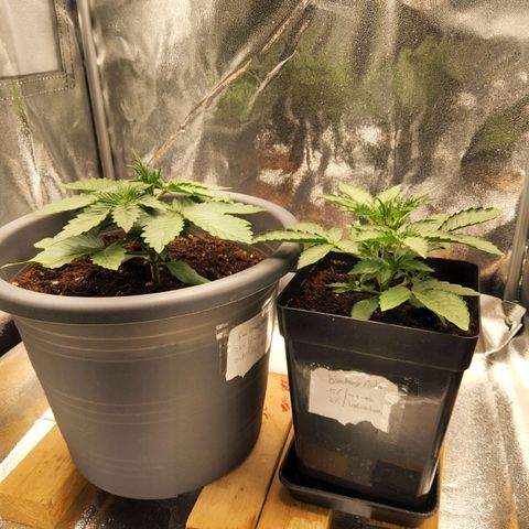 BluDreamy Auto (Done) growlog timeline photo