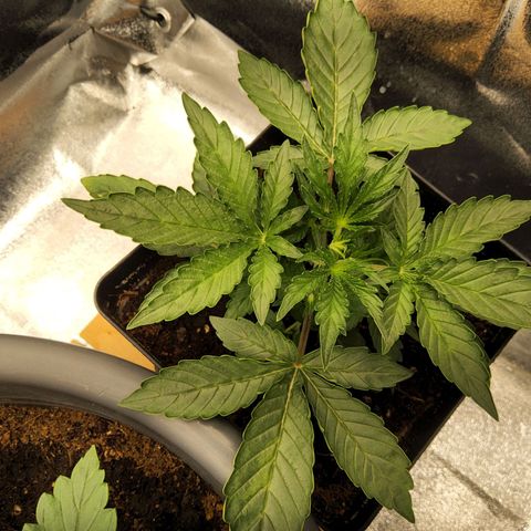 BluDreamy Auto (Done) growlog timeline photo