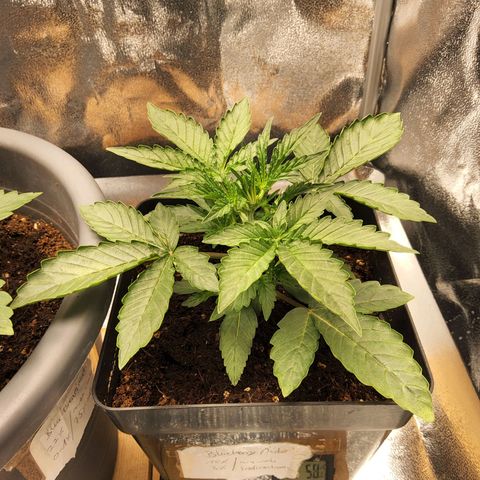 BluDreamy Auto (Done) growlog timeline photo