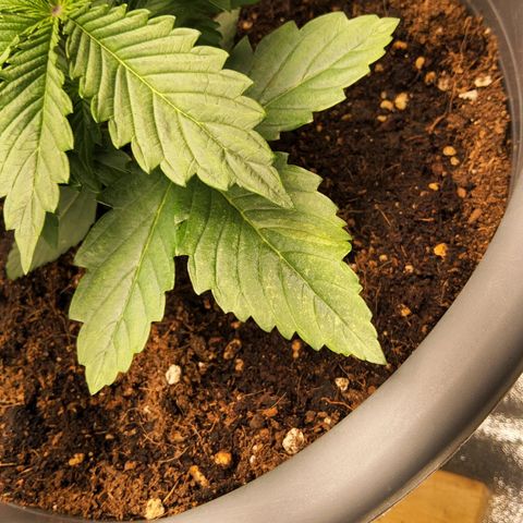 BluDreamy Auto (Done) growlog timeline photo