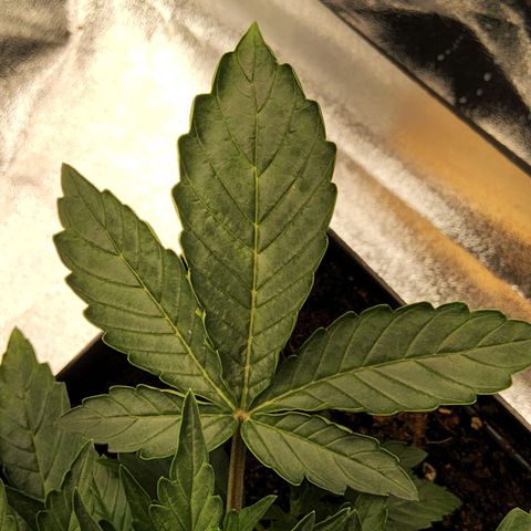 BluDreamy Auto (Done) growlog timeline photo