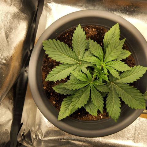 BluDreamy Auto (Done) growlog timeline photo