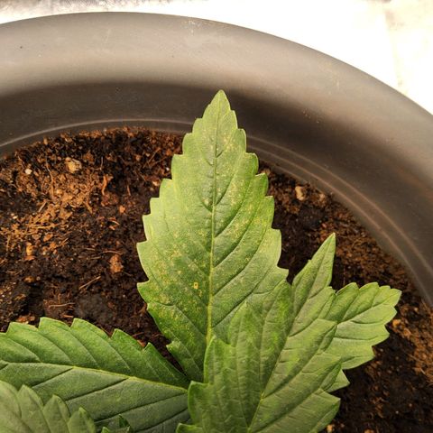 BluDreamy Auto (Done) growlog timeline photo