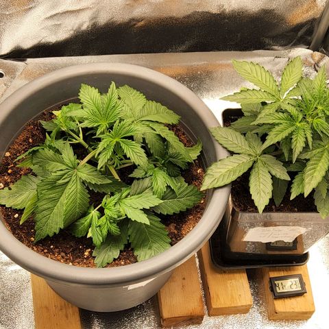 BluDreamy Auto (Done) growlog timeline photo