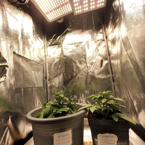 BluDreamy Auto (Done) growlog timeline photo