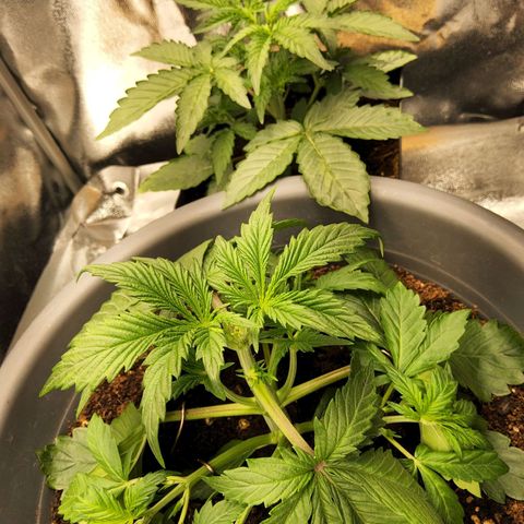 BluDreamy Auto (Done) growlog timeline photo