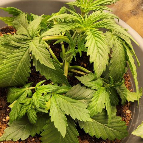 BluDreamy Auto (Done) growlog timeline photo