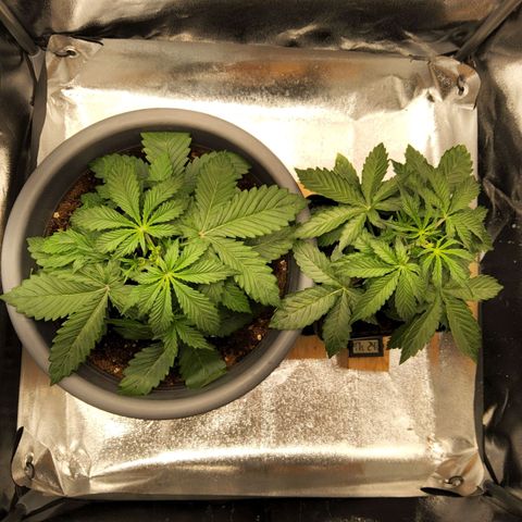 BluDreamy Auto (Done) growlog photo: KW4 feeding Liter Einheit biobizz