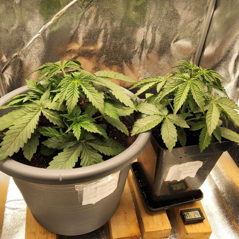 BluDreamy Auto (Done) growlog photo: KW4 feeding Liter Einheit biobizz
