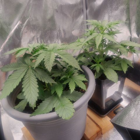 BluDreamy Auto (Done) growlog timeline photo