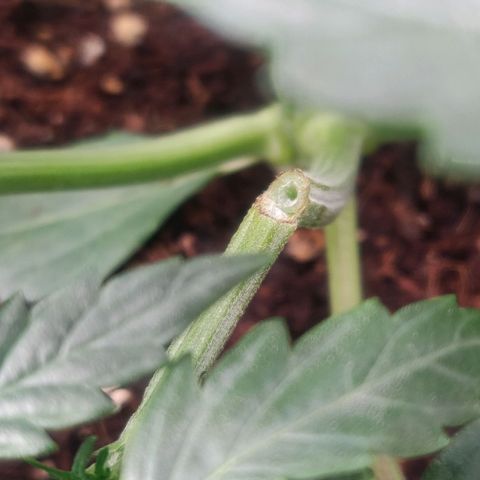 BluDreamy Auto (Done) growlog photo: Lst zu zu doll, ast ist abgebrochen. Rettungsversuch mit Kurkumapaste und Tesafilm 