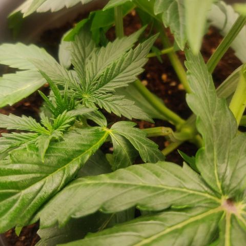 BluDreamy Auto (Done) growlog photo: Lst zu zu doll, ast ist abgebrochen. Rettungsversuch mit Kurkumapaste und Tesafilm 
