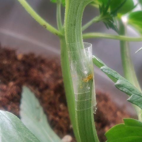 BluDreamy Auto (Done) growlog photo: Vielleicht hilft es ja 🥲