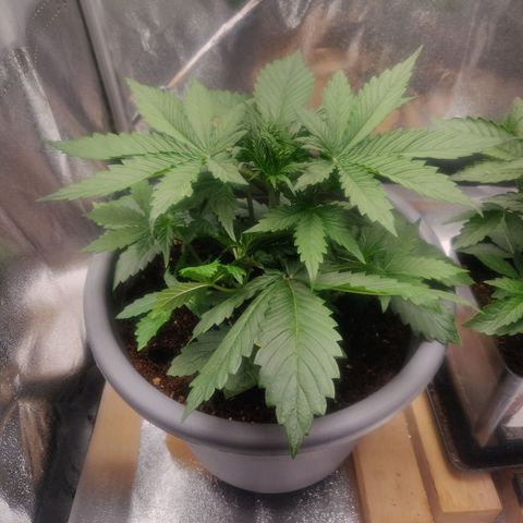 BluDreamy Auto (Done) growlog timeline photo