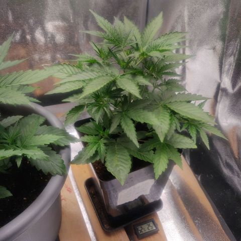 BluBee Auto (Done) growlog timeline photo