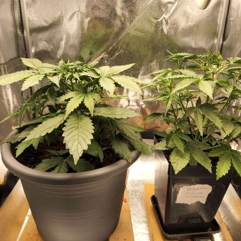 BluDreamy Auto (Done) growlog timeline photo