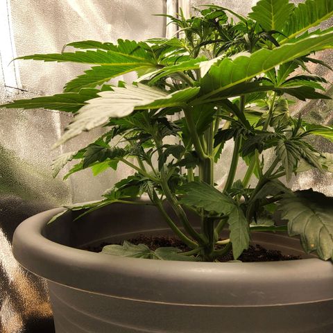 BluDreamy Auto (Done) growlog photo: Verletzung scheint noch keine Auswirkungen zu haben 