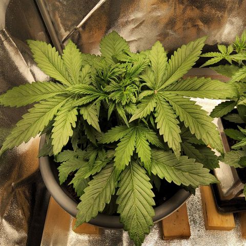 BluDreamy Auto (Done) growlog photo: Verletzung scheint noch keine Auswirkungen zu haben 