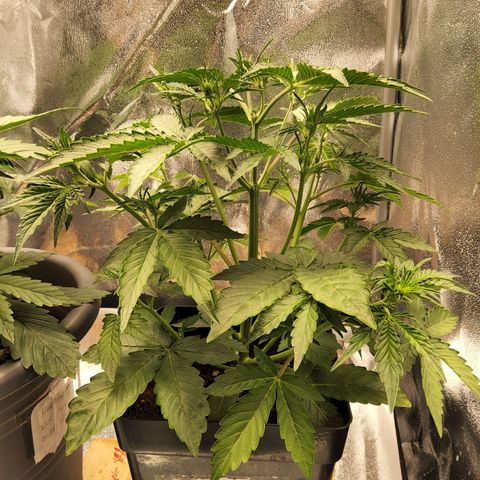 BluBee Auto (Done) growlog timeline photo