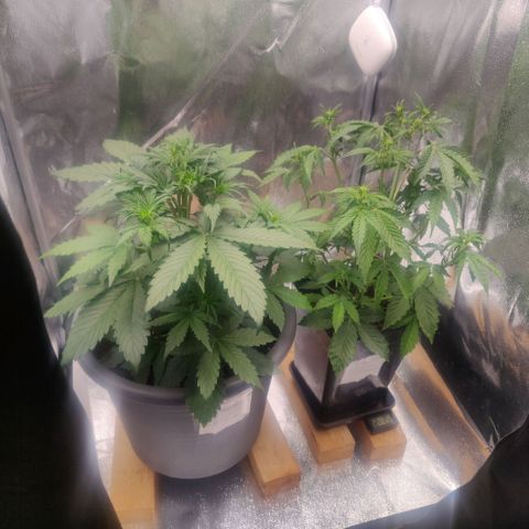 BluDreamy Auto (Done) growlog timeline photo