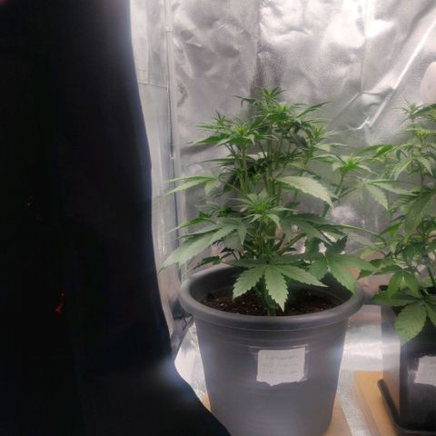 BluDreamy Auto (Done) growlog timeline photo