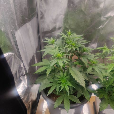 BluDreamy Auto (Done) growlog timeline photo