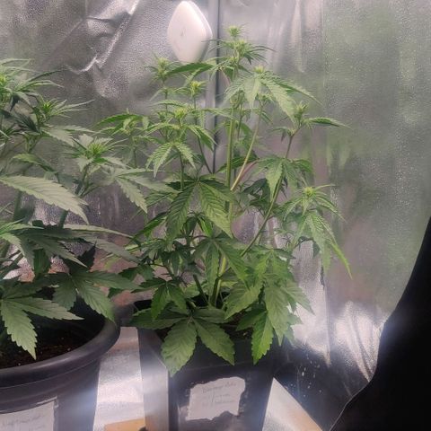 BluBee Auto (Done) growlog timeline photo