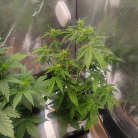 BluBee Auto (Done) growlog timeline photo