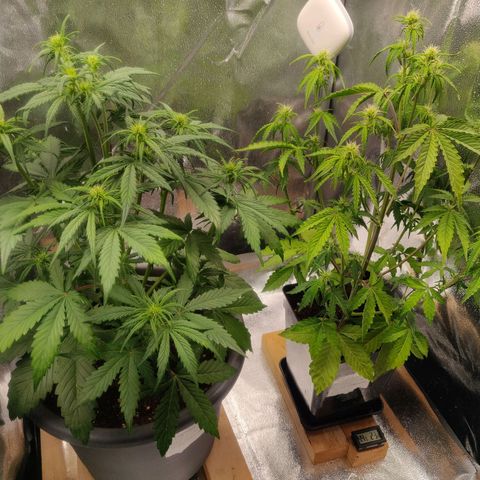 BluDreamy Auto (Done) growlog timeline photo