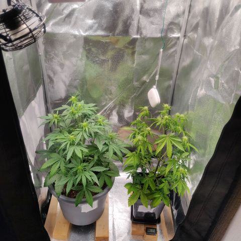 BluDreamy Auto (Done) growlog timeline photo