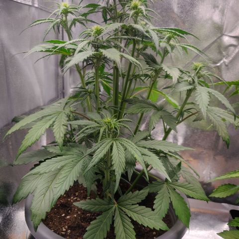 BluDreamy Auto (Done) growlog photo: Sie hat starkes und buschiges Wachstum, Sativa untypisch.
